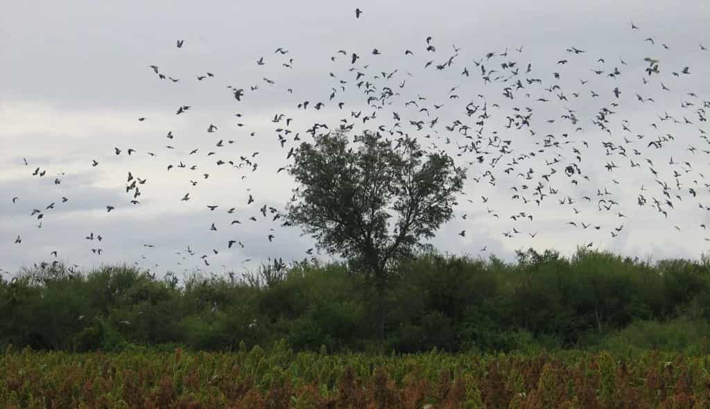 Bandada de aves sobre el campo en el territorio de caza